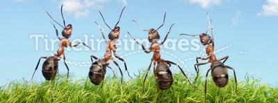 Perfect work team concept, ants under blue sky