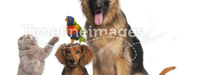 Group of animals in front of white background