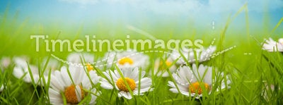 Summer background - field of daisy