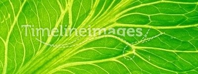 Detailed leaf of salad