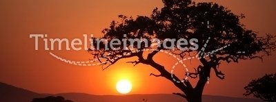 Acacia tree at african sunset. Silhouette of acacia tree during african sunset
