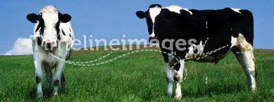 Content Milk Cows