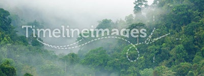 Rainforest morning fog