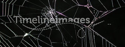 Spider Web at Night Texture