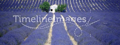 Lavender fields provence france europe
