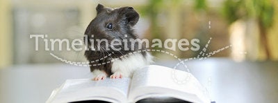 Guinea pig reading