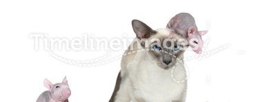 Blue-point oriental cat with three rats