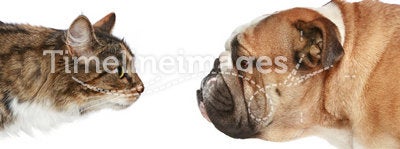 Cat and Dog on a white background