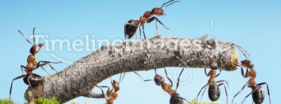 Team of ants constructing bridge, teamwork