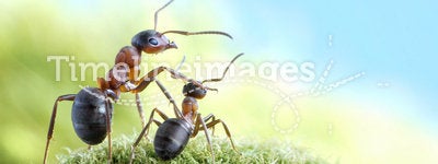 Ants, on child care and protection, concept