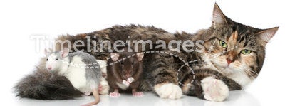 Cat and rats on a white background