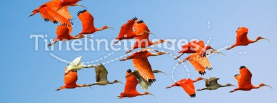 Flock of scarlet and white ibises in flight above green meadow with blue sky background (flying birds)