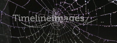 SPIDER WEB WITH DEW