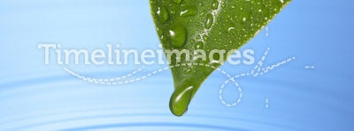 Fresh Water Drop Leaf Spa