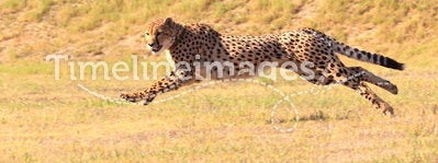 Cheetah running fast