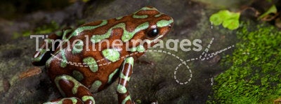 Golden poison dart frog of Panama rain forest