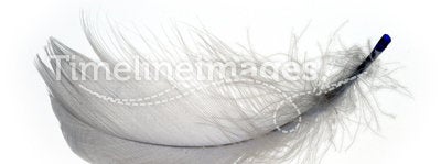 Feather 1
