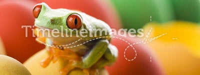 Easter red frog
