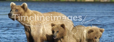Brown bear sow and her two cubs