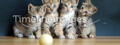 Four cute cats