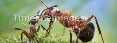 Ants feeding, formica rufa on chid care