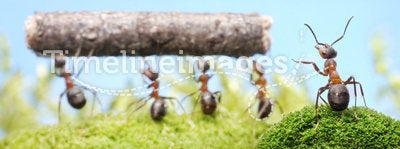 Chief managing work of ants, teamwork