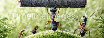 Mighty ant Camponotus Herculeanus holding ants