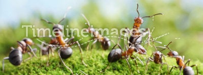 Ants create network in anthill