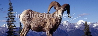 Male Big Horn Sheep