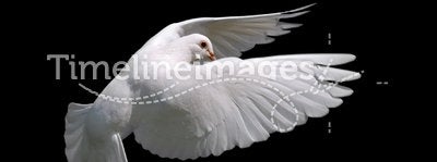 White Dove in Flight 10
