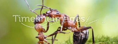 Two ants, warm greetings look like kiss