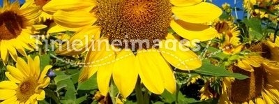 Sunflower Amongst Many