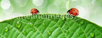 Ladybirds and dew