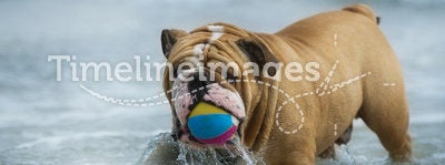 Happy dog Bulldog playing at the sea