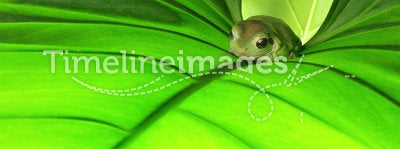 Green frog on green leaf