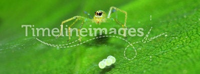 Jumping spider and egg