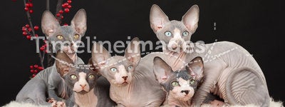 Five sphynx kitten