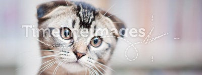 American shorthair cat