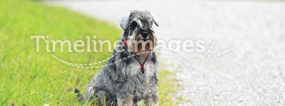 Schnauzer by the road