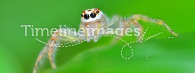 Jumping spider from Thailand