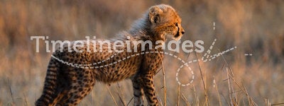 Young cheetah cub