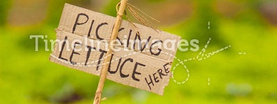 Picking Lettuce Here Signage