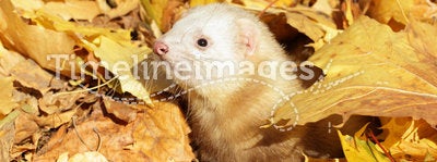 Ferret in yellow autumn leaves