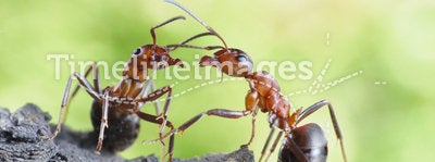 Communication of ants, dialog, links