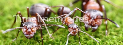 Ants always mean family relations, anthill