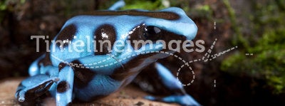 Blue poison dart frog poisonous animal