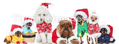 Group of purebred dogs in Christmas hats