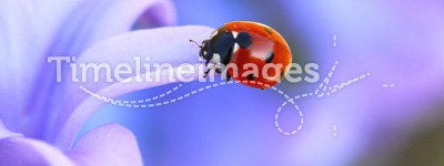 Lady-bug