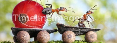 Ants deliver red currant with trailer, teamwork