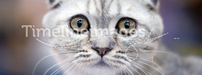 Scottish fold cat with forward-folded ears